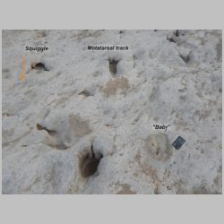 DSCN0718cr Squiggle metatarsal n baby.jpg